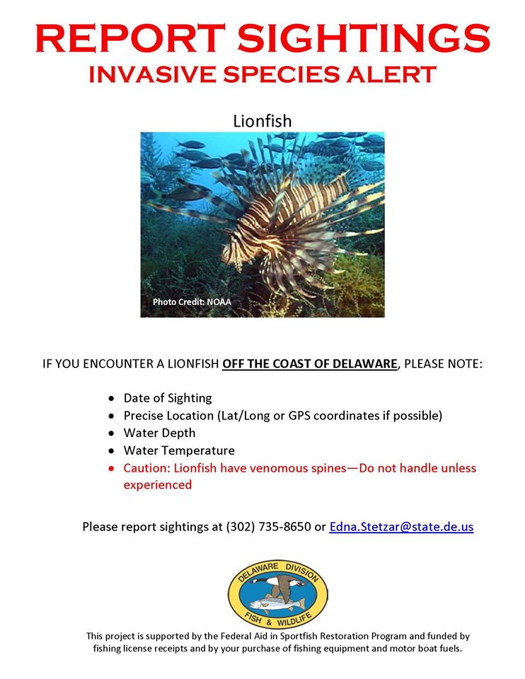 Red Lionfish Alert