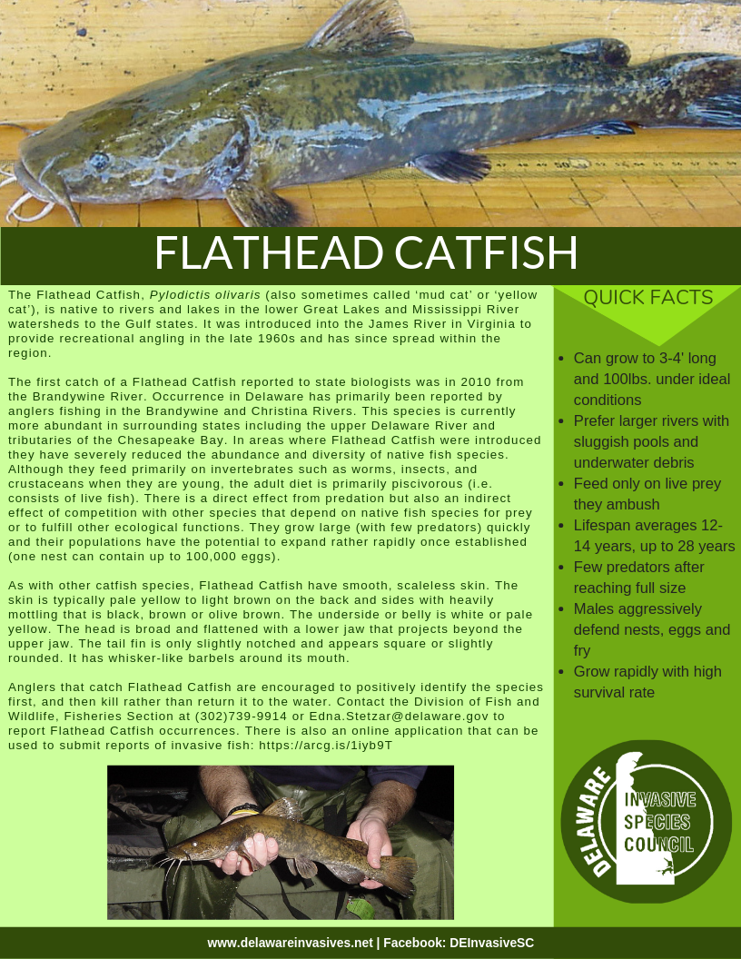 NISAW 2019 Flathead Catfish Delaware Invasive Species Council
