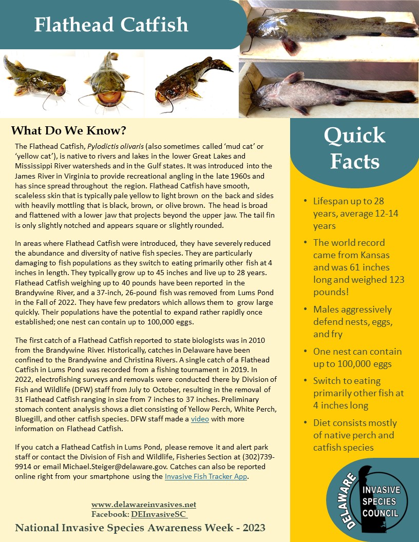 NISAW 2023 Flathead Catfish Delaware Invasive Species Council